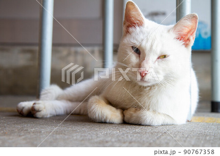 猫 ねこ ネコ 90767358