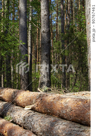 pine wood of coniferous trees during logging pine wood of coniferous trees during logging 90767461