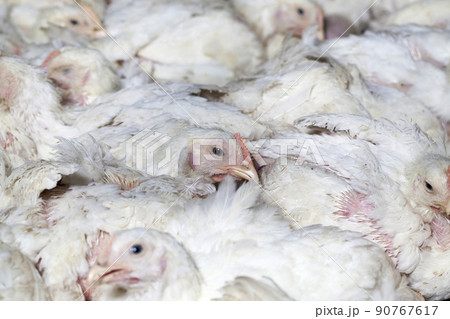 chicken-filled territory of poultry houses to produce meat products chicken-filled territory of poultry houses to produce meat products 90767617