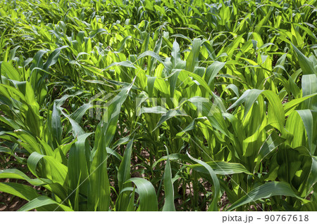 green corn field during cultivation green corn field during cultivation 90767618
