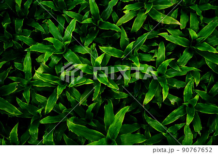 tropical leaves, abstract green leaves texture 90767652