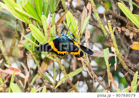 昆虫 虫 蟲 90768079