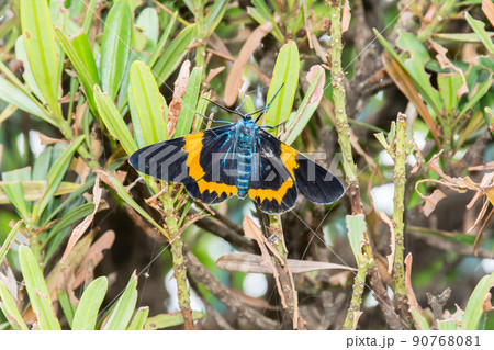 昆虫 虫 蟲 90768081