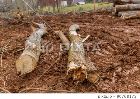 Trees that have been felled cut into logs to clear land for new development in construction site Trees that have been felled cut into logs to clear land for new development in construction site 90768175