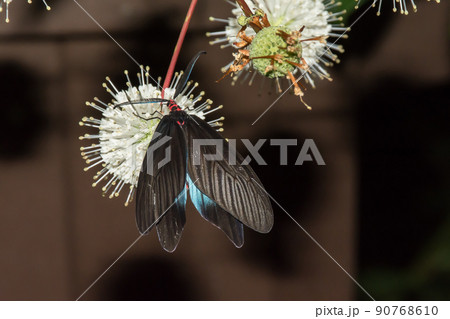 昆虫 虫 蟲 90768610