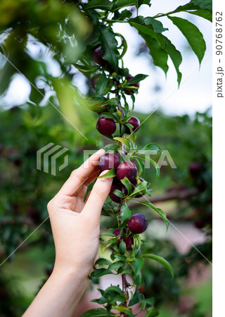 woman hand holding ripe red plums fruit from tree branch in the orchard woman hand holding ripe red plums fruit from tree branch in the orchard 90768762
