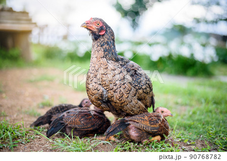 Hen with chicken hiding under wings in garden Hen with chicken hiding under wings in garden 90768782
