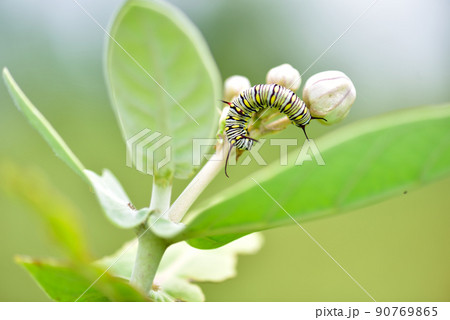 カバマダラの幼虫とホヤの蕾004 90769865