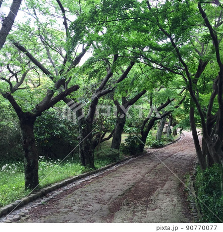 鎌倉の山道、鎌倉の森林、鎌倉で森林浴ヒーリング 90770077