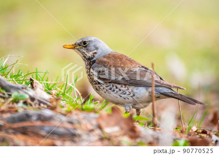 Fieldfare, Turdus pilaris, on a sprng lawn. 90770525