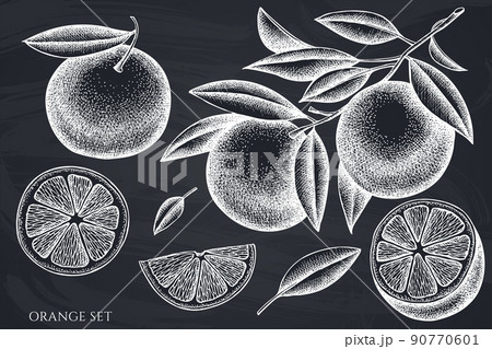 Citrus hand drawn vector illustrations collection. Chalk orange. Citrus hand drawn vector illustrations collection. Chalk orange. 90770601