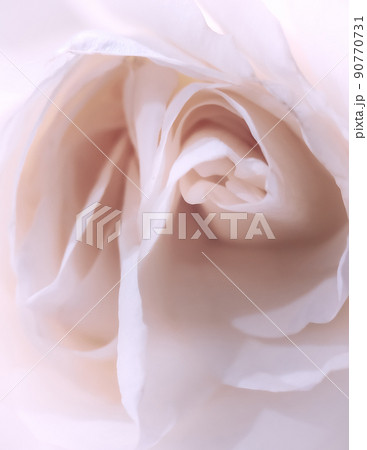 fading cream rose macro. a photo. fading cream rose macro. a photo. 90770731