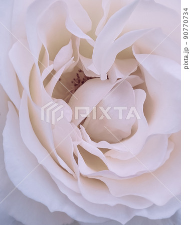 fresh pink rose bud macro. card. a photo. fresh pink rose bud macro. card. a photo. 90770734