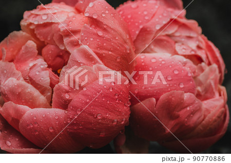 Red peony buds with drops of dew rain in spring garden. Blooming summer flowers. 90770886