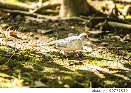 埼玉県越谷市キャンベルタウン野鳥の森 ウスユキバト 埼玉県越谷市キャンベルタウン野鳥の森 ウスユキバト 90771330