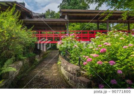 千葉県柏市 本土寺の初夏 アジサイとスイレンと菖蒲のある風景 千葉県柏市 本土寺の初夏 アジサイとスイレンと菖蒲のある風景 90771800
