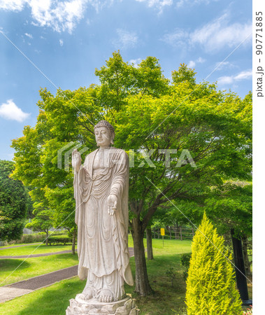 茨城県牛久市 牛久霊園牛久大仏の初夏の風景 新緑とアジサイとともに 茨城県牛久市 牛久霊園牛久大仏の初夏の風景 新緑とアジサイとともに 90771885