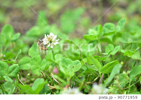 シロツメクサとミツバチ シロツメクサとミツバチ 90771959