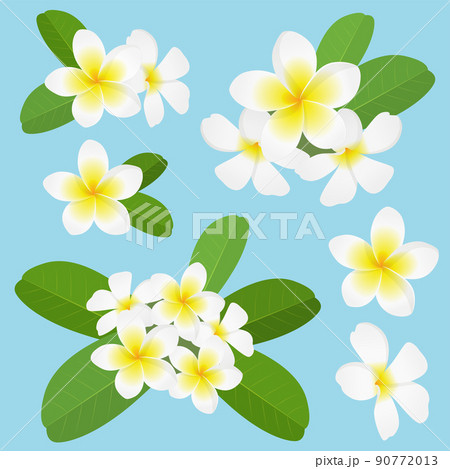 プルメリア白　セット 90772013