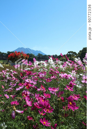 吉野公園の綺麗なコスモス 90772336