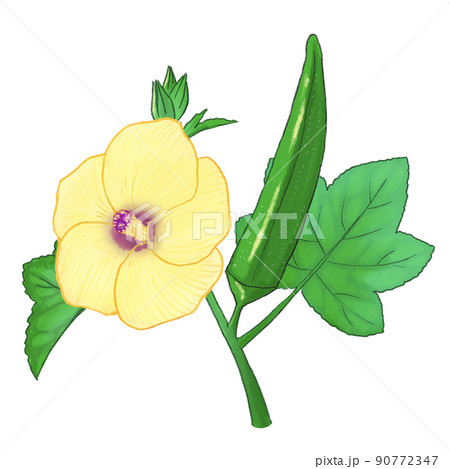 オクラの花のイラスト 90772347