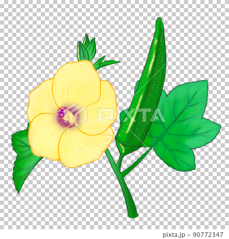 オクラの花のイラスト 90772347