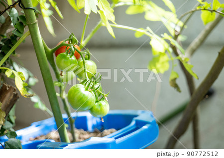 ガーデン　庭　成長　土　トマト　家庭菜園　ベジタブル　野菜　趣味　ホビー　hobby　菜園　お手軽 90772512