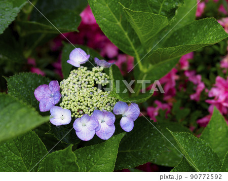 雨に濡れた紫陽花の花 90772592