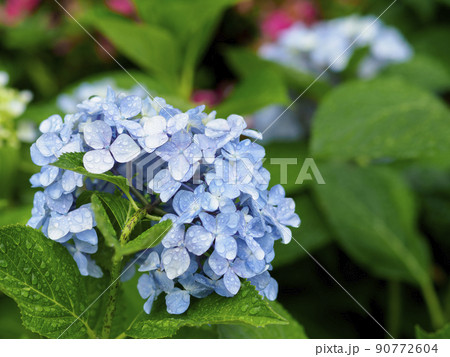 雨に濡れた紫陽花の花 90772604