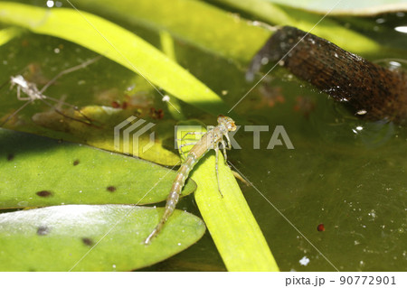 イトトンボのヤゴ 90772901