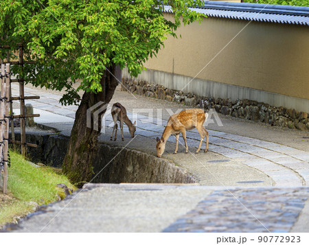 東大寺二月堂裏参道の鹿 90772923