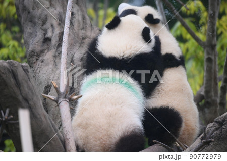 木の上でじゃれ合う赤ちゃんふたごパンダ 90772979
