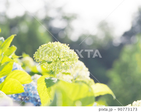 フォトジャニックな紫陽花 フォトジャニックな紫陽花 90773173