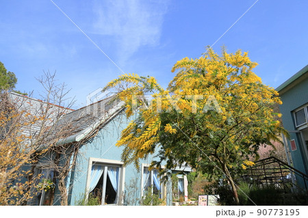 ミモザアカシアの花 90773195