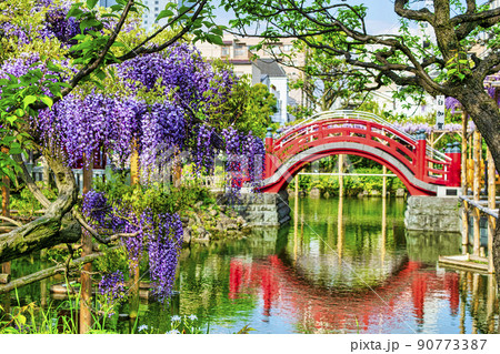 東京都　江東区　亀戸天神社　太鼓橋（女橋） 90773387