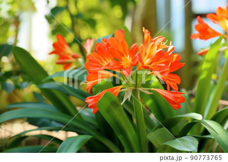 クンシランの花 90773765
