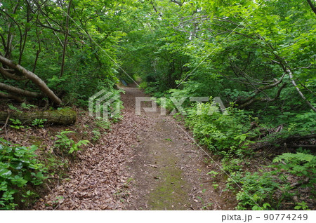 天空につづく遊歩道 天空につづく遊歩道 90774249