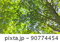 初夏の公園で木々を見上げたら深緑に思わず深呼吸するぐらい美しかった_2　公園　新緑　緑　グリーン 90774454