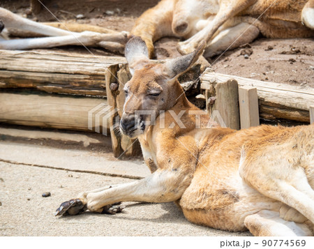 アカカンガルー。 90774569