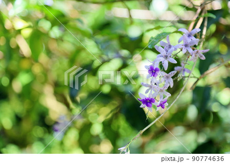 ムラサキツクバネカズラの花 ムラサキツクバネカズラの花 90774636