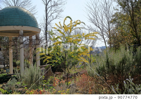 ミモザアカシアの花 ミモザアカシアの花 90774770