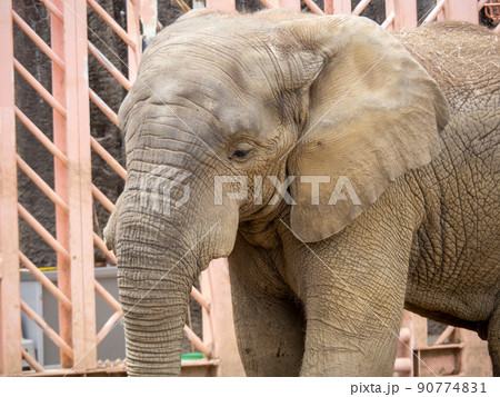 多摩動物公園のアフリカゾウのアップ。 90774831