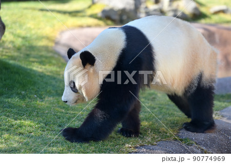 お散歩結浜 90774969