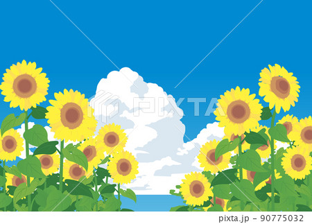 ひまわり畑と夏空 ひまわり畑と夏空 90775032