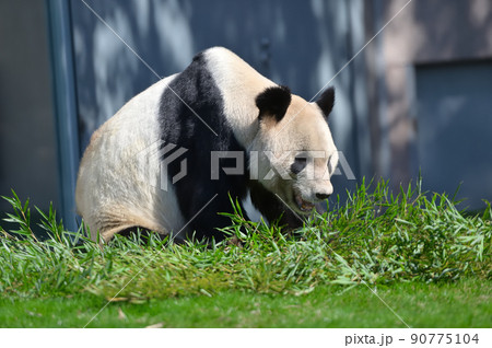 楽しそうな永明 90775104