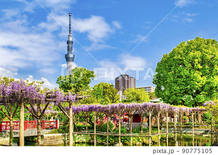 東京都　江東区　亀戸天神社　東京スカイツリーと藤棚 90775105