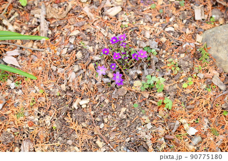 オオミスミソウの花 90775180