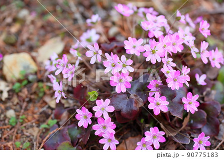 オオミスミソウの花 オオミスミソウの花 90775183