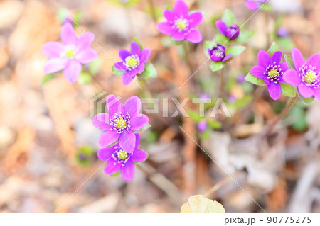 オオミスミソウの花 オオミスミソウの花 90775275