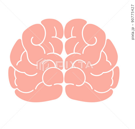 健康な脳 健康な脳 90775427